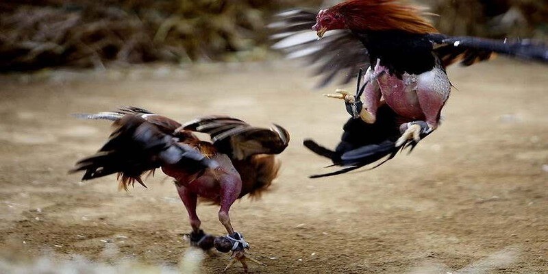 Những tựa game nào phổ biến trong thư viện game được xếp hạng Ok9? - Ok9